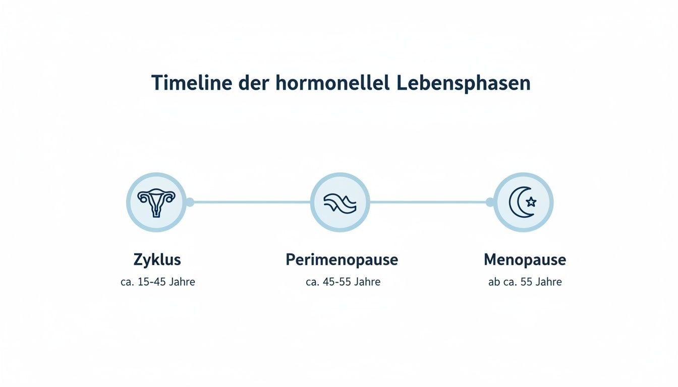 Eine Zeitleiste zeigt die hormonellen Lebensphasen von Frauen: Zyklus, Perimenopause und Menopause mit Altersangaben.