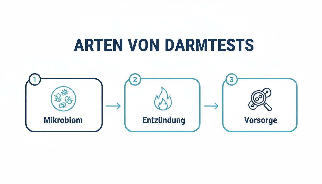 Panoramica delle diverse tipologie di esami intestinali: microbioma, infiammazione ed esami preventivi con i relativi simboli.