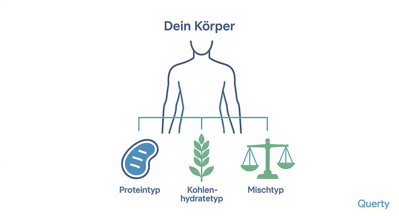 Diagramm: Dein Körper und die drei Ernährungstypen Proteintyp, Kohlenhydratetyp und Mischtyp.