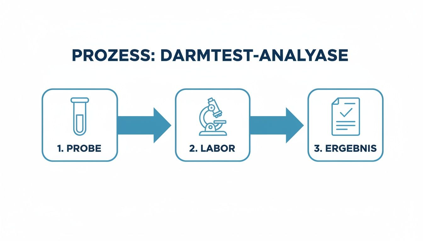 Flussdiagramm des Darmtest-Analyseprozesses: Probeentnahme, Laboranalyse und Ergebnisdarstellung mit Teströhrchen, Mikroskop und Dokument-Symbolen.