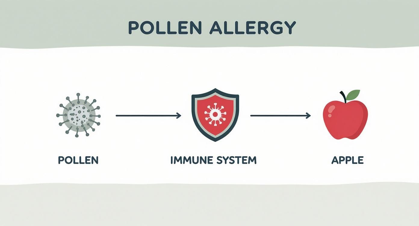 Infographic about was sind kreuzallergien