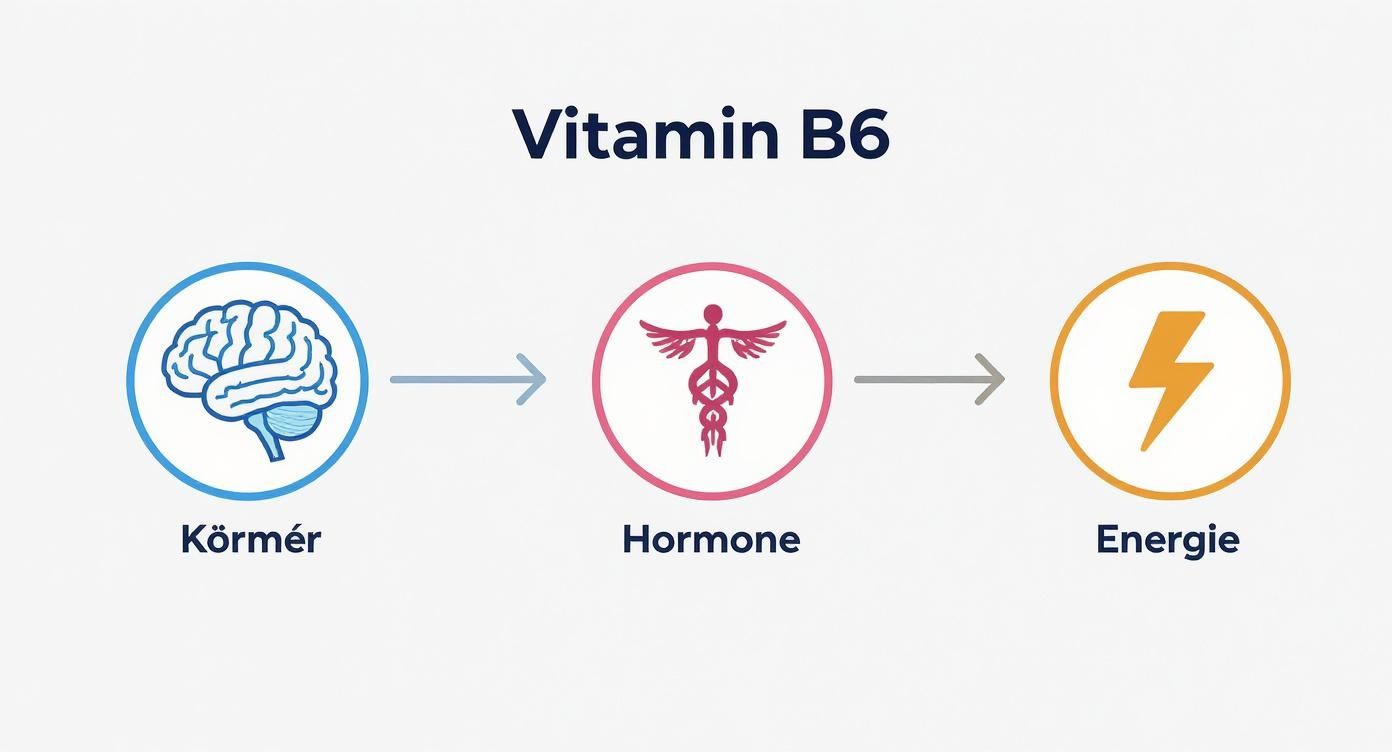 Infografik about vitamin b6 mangel symptome frau