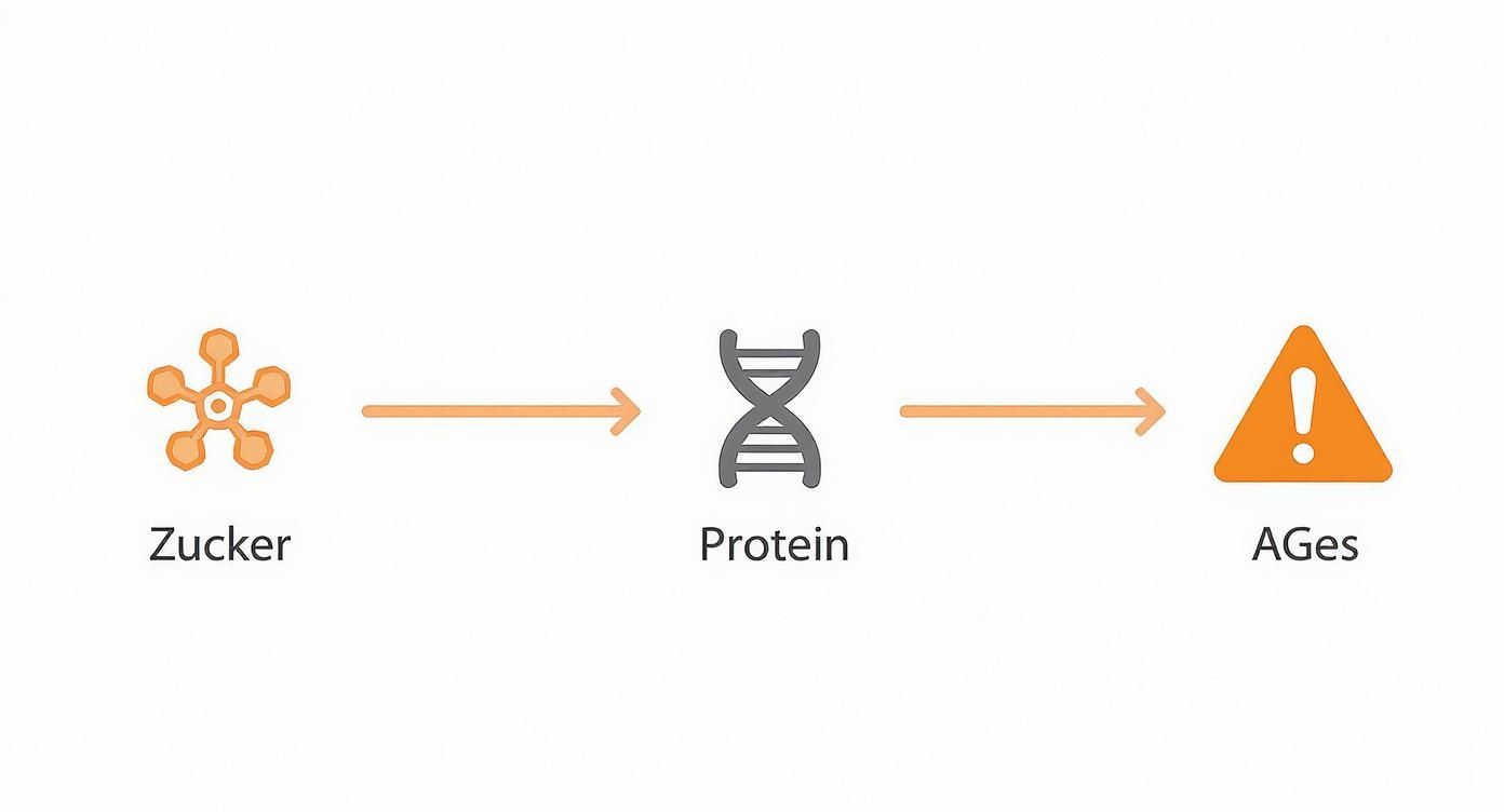 Infographic about glykation