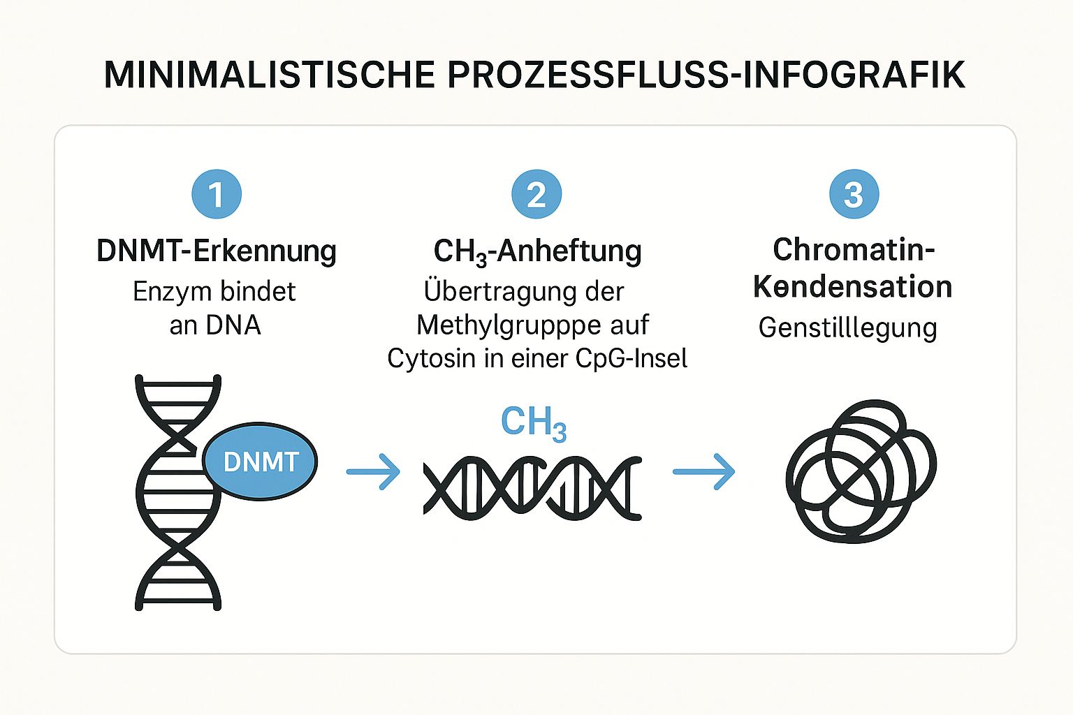 Infografik, die den dreistufigen Prozess der DNA-Methylierung zeigt: Erkennung durch Enzyme, Anheftung einer Methylgruppe und anschließende Stilllegung des Gens.
