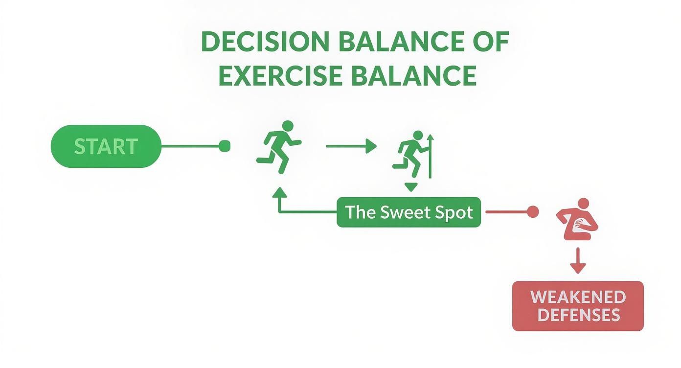 Infographic showing a decision tree for exercise balance, with moderate exercise leading to a sweet spot and overtraining leading to weakened defenses.