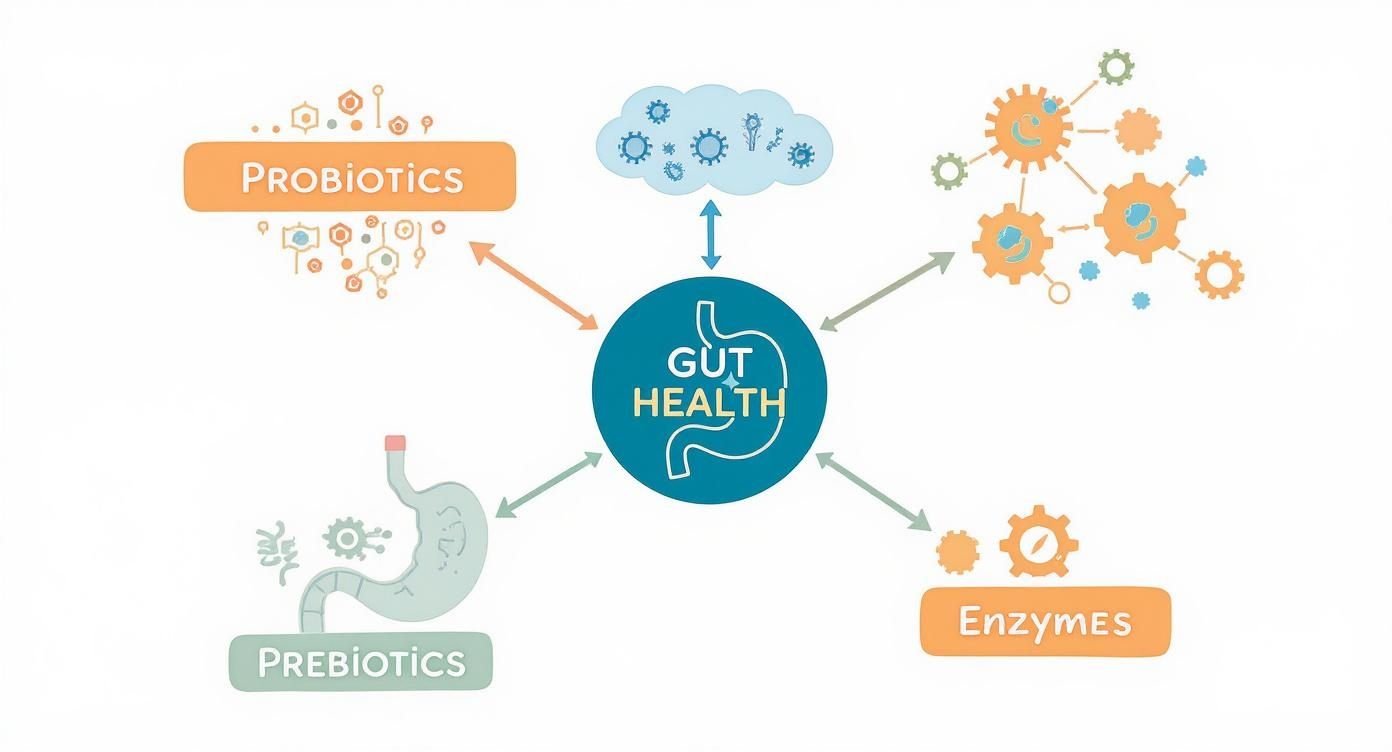 A diagram showing how probiotics, prebiotics, and enzymes contribute to digestive health.