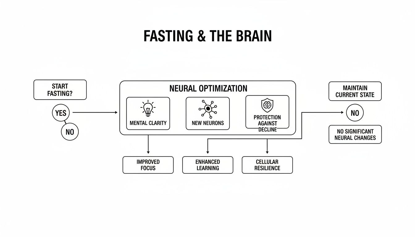Flowchart detailing how fasting leads to neural optimization, improved focus, enhanced learning, and cellular resilience in the brain.