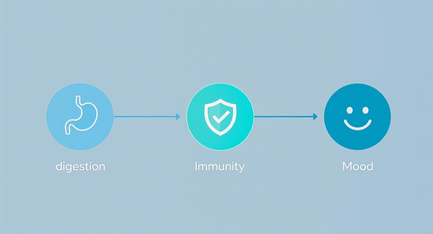 Infographic about best probiotics for gut health