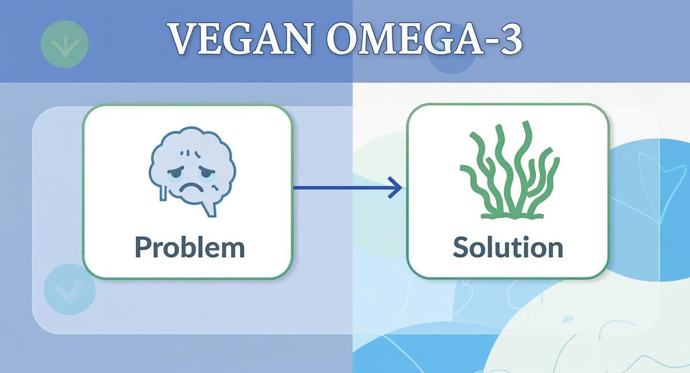 Infographic about vegan omega 3