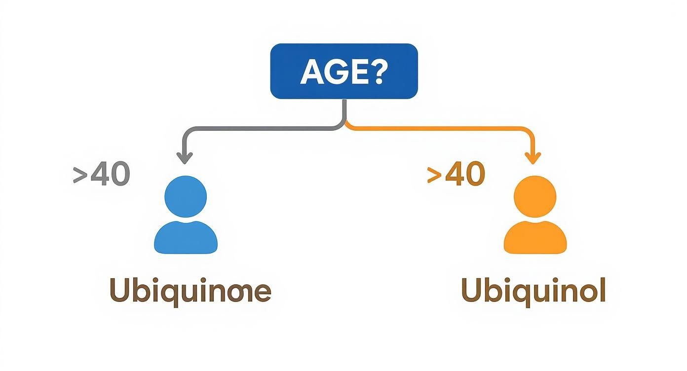 Diagram illustrating CoQ10 recommendations: Ubiquinone or Ubiquinol for individuals over 40.