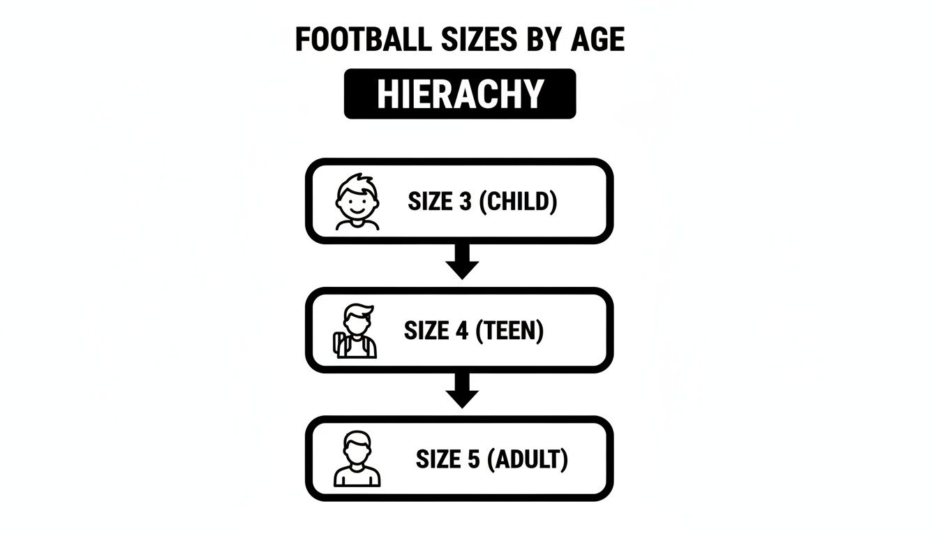 Hierarchy chart illustrating recommended football sizes based on age: child, teen, and adult.