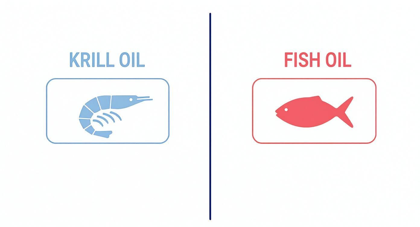 Visual comparison between Krill Oil, shown with a blue shrimp icon, and Fish Oil, shown with a red fish icon.