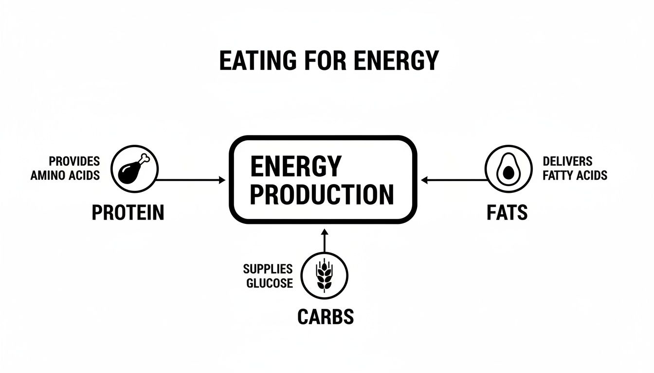 Diagram illustrating how protein, carbs, and fats contribute to the body's energy production.