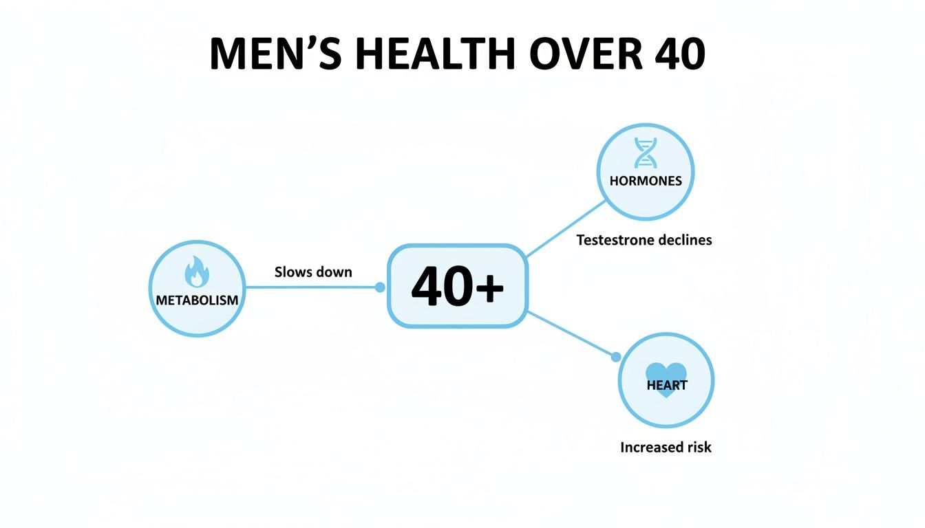 A diagram illustrating men's health over 40, showing changes in metabolism, hormones, and heart risk.