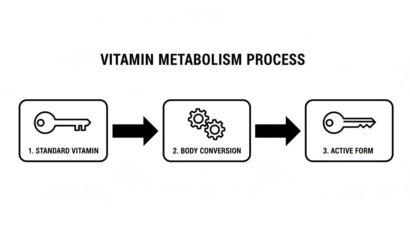 Diagram illustrating the vitamin metabolism process from standard vitamin to its active form through body conversion.