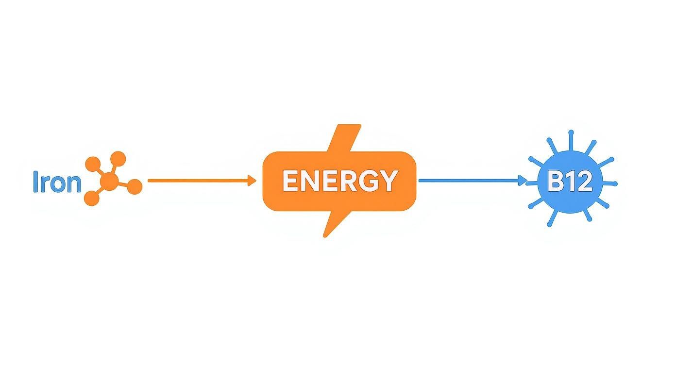 Infographic about iron and b12 supplements