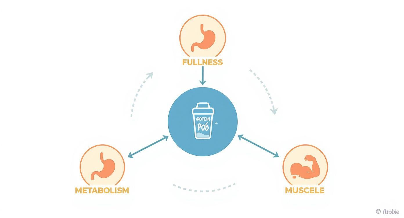 Infographic showing protein powder's role in promoting fullness, boosting metabolism, and building muscle.