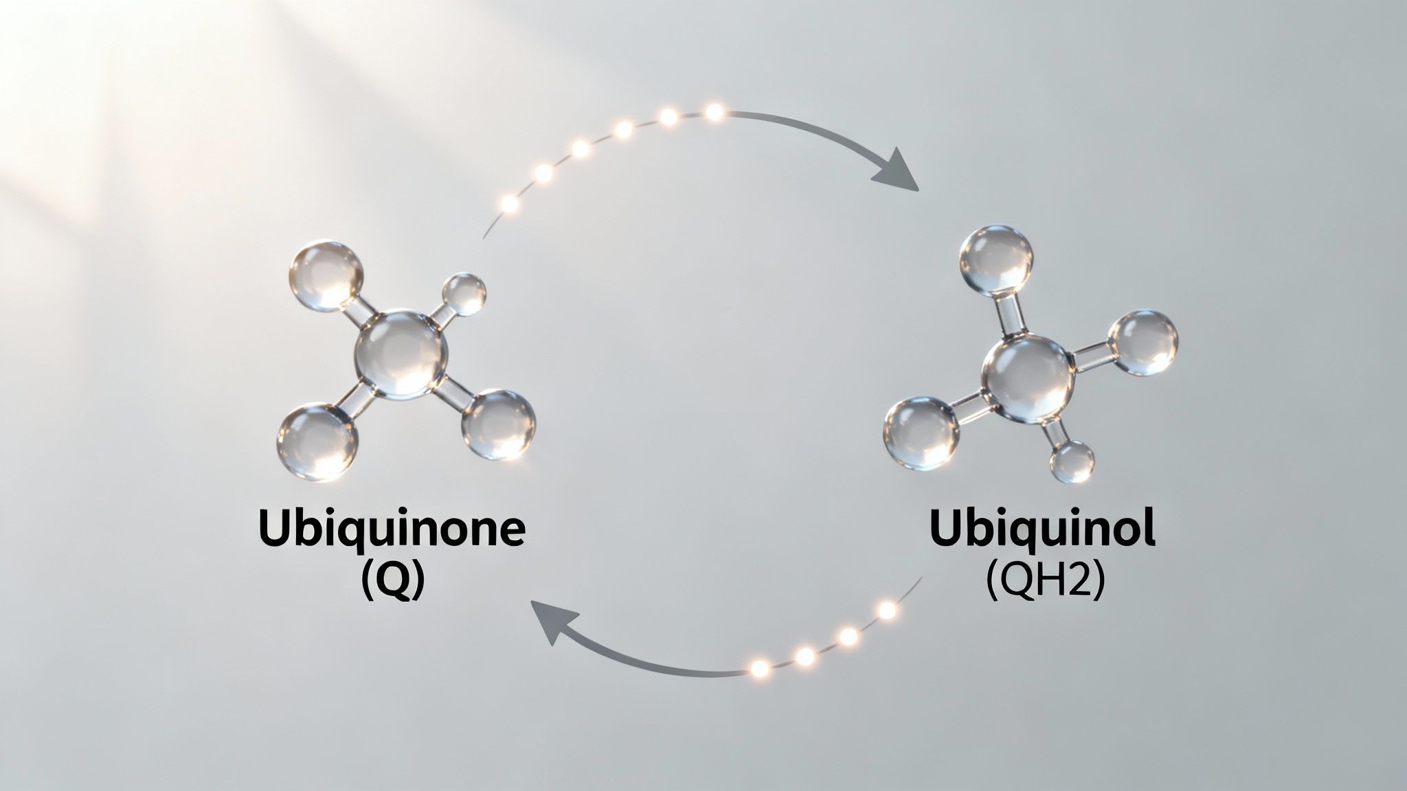 Molecular structures of Ubiquinone (Q) and Ubiquinol (QH2) illustrating their reversible conversion, a key CoQ10 process.