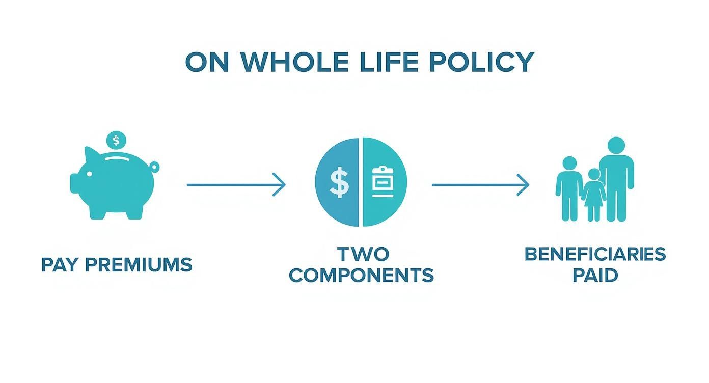 Infographic about whole life insurance policy