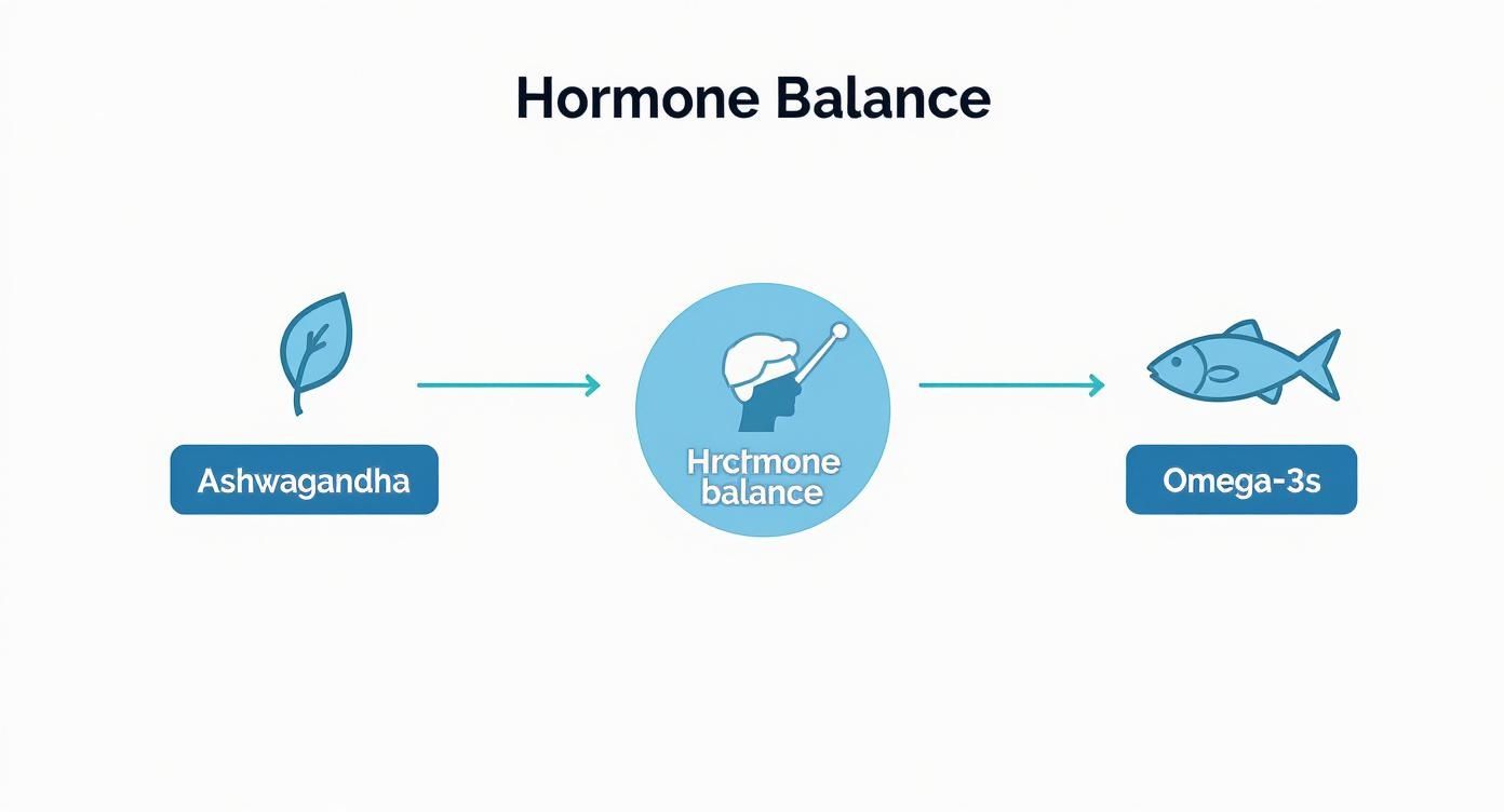Diagram illustrating Ashwagandha and Omega-3s supporting overall hormone balance.