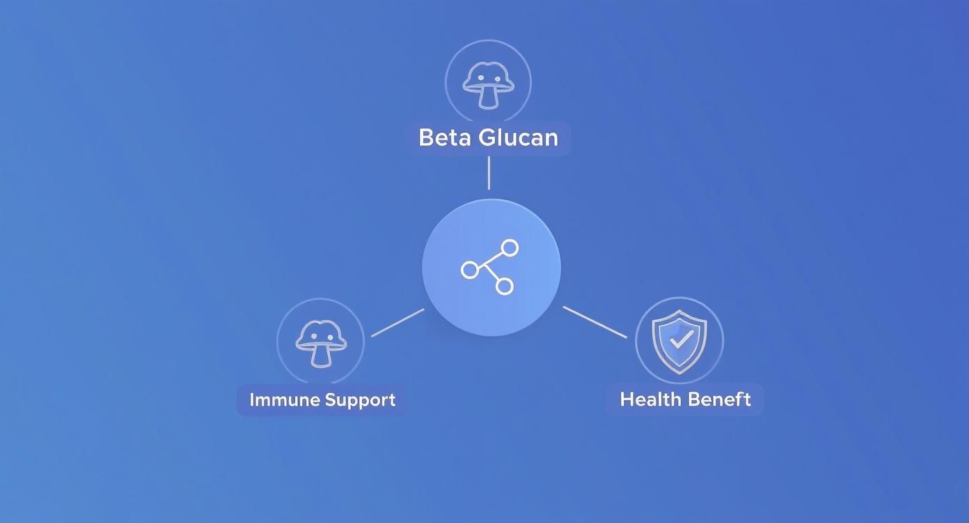 Infographic illustrating the benefits of Beta Glucan for immune support and overall health.