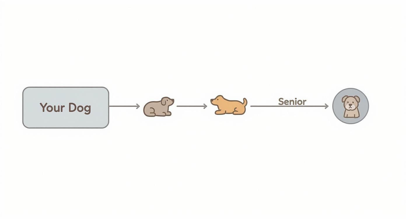 Infographic about dog beds for dogs