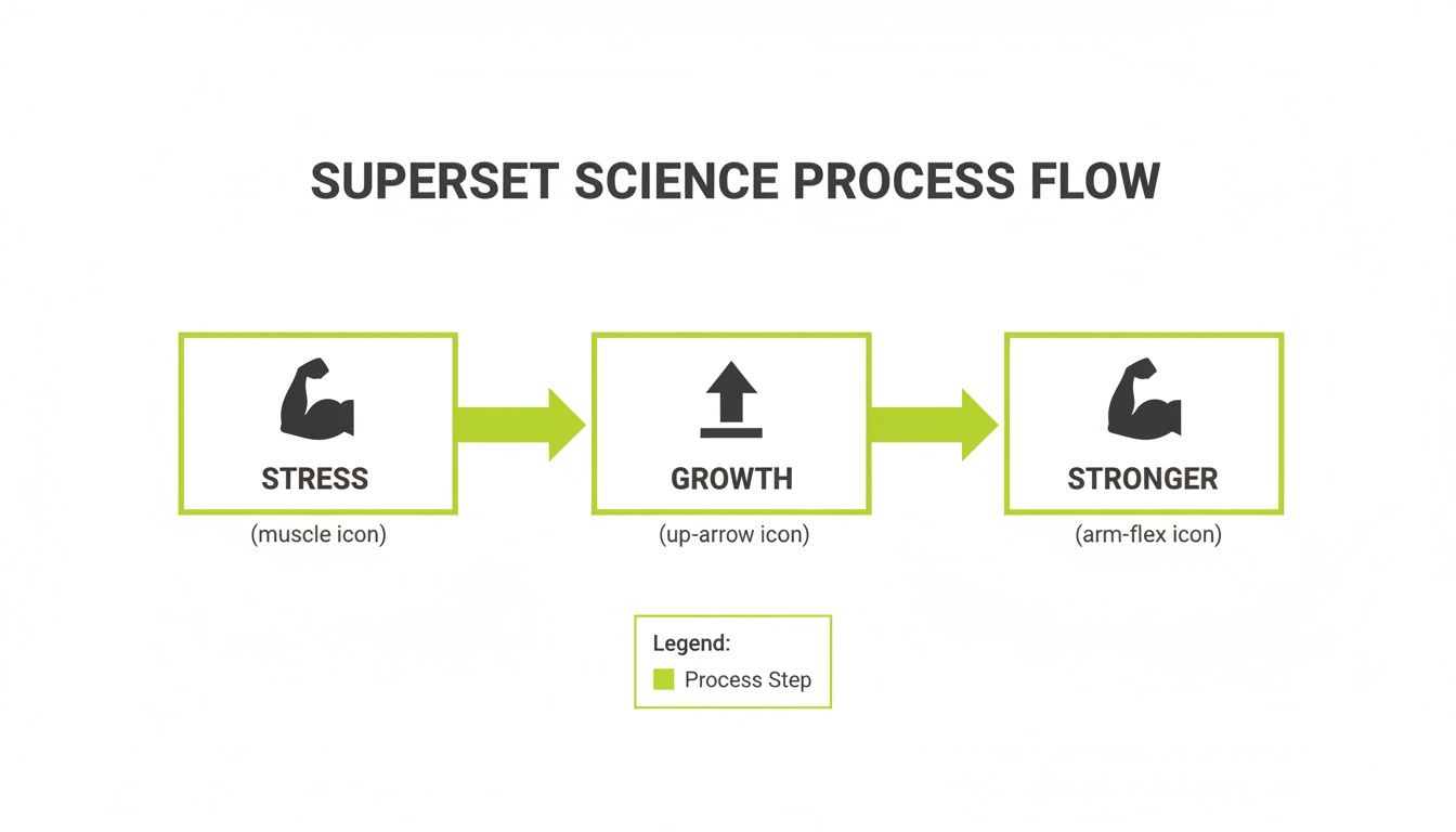 Process flow diagram titled 'Superset Science' showing stress leading to growth and stronger muscles.