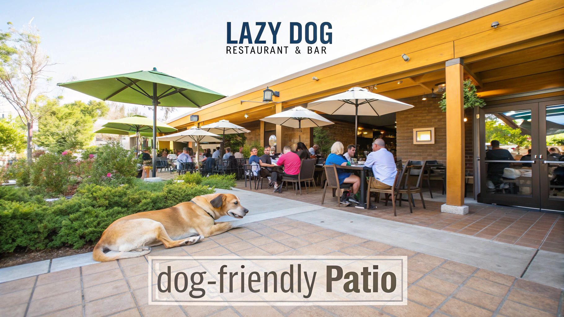 Lazy Dog Restaurant & Bar