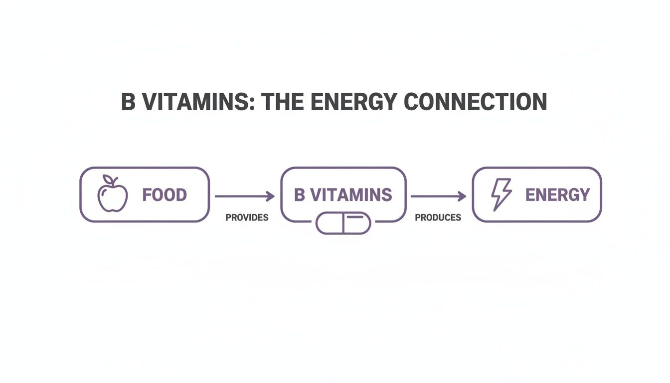 A diagram showing how food provides B vitamins, which then produce energy for the body.
