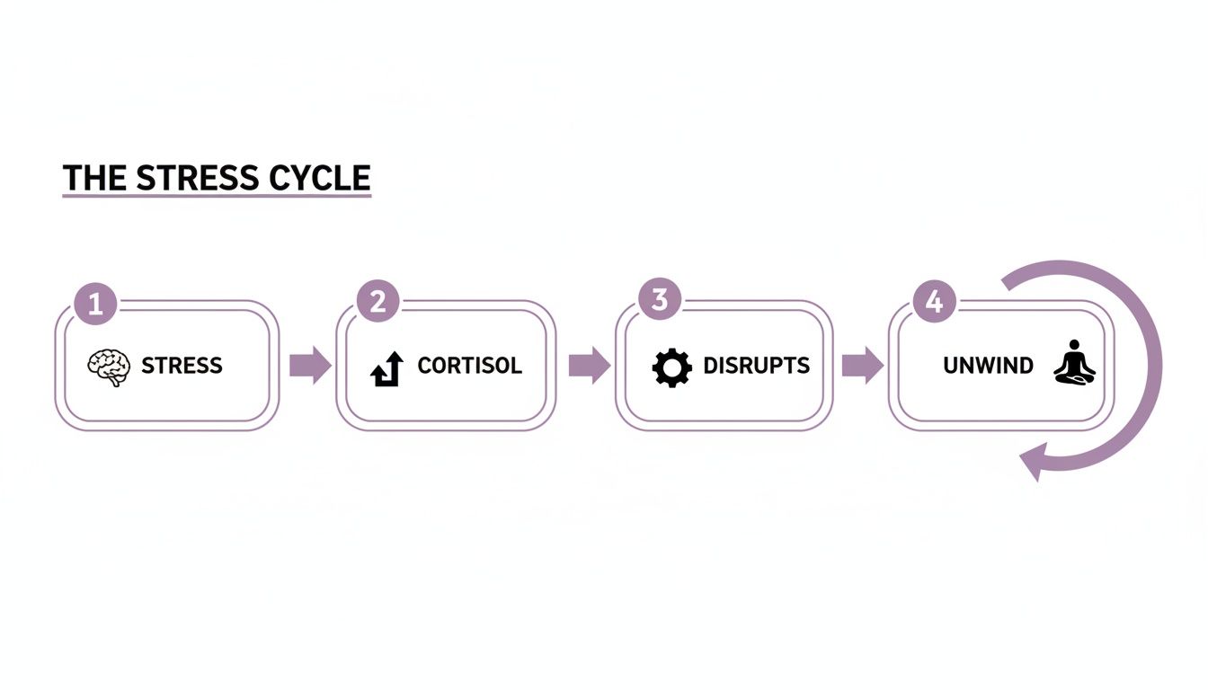 A four-step diagram illustrating the stress cycle: stress, increased cortisol, disruption, and unwinding.