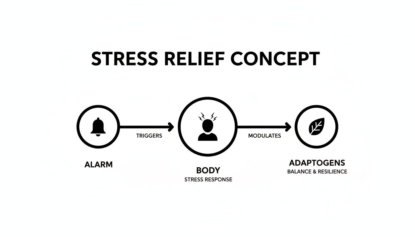 Diagram showing stress relief concept: alarm triggers body's stress response, adaptogens modulate for balance.