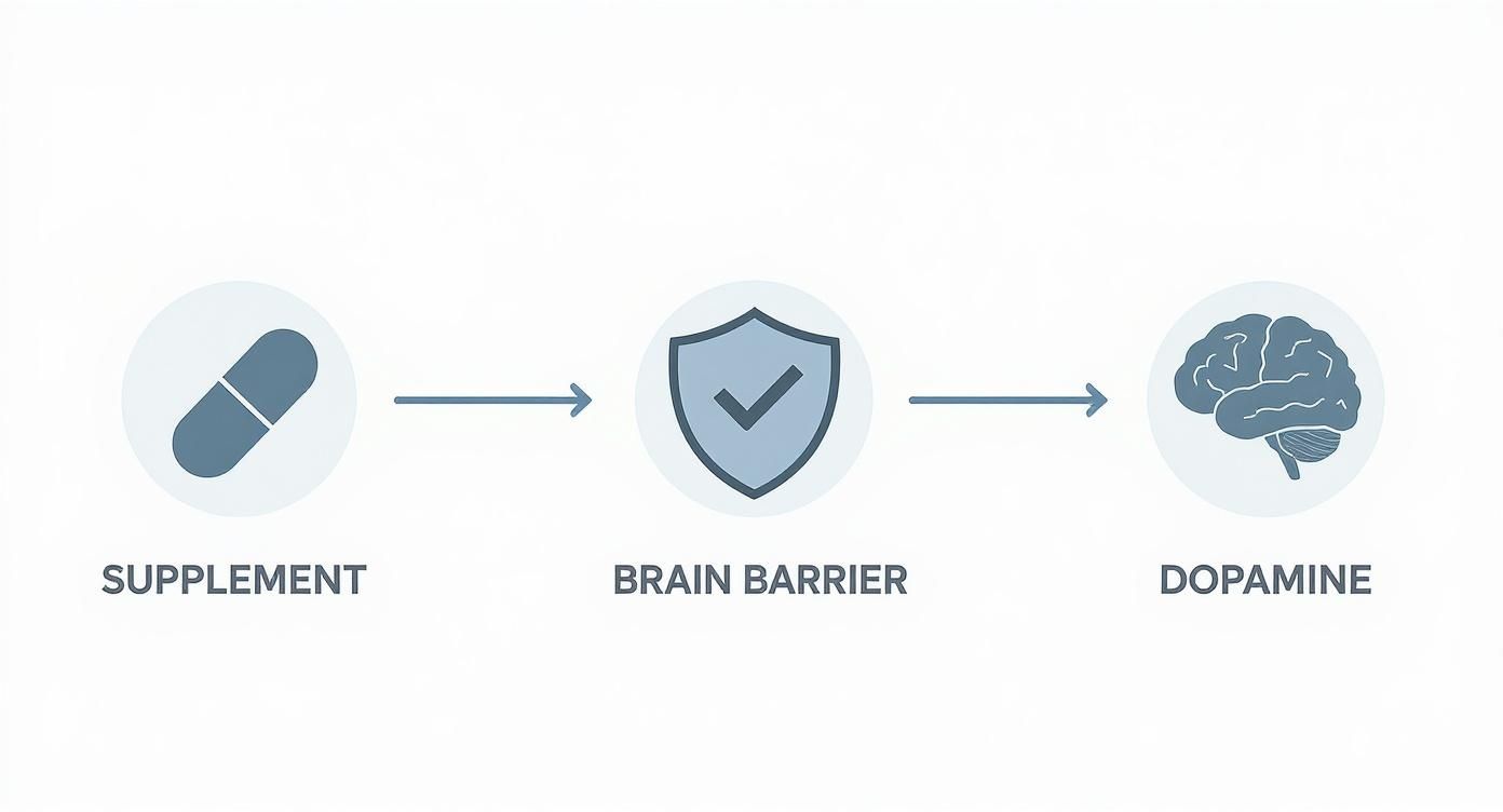 Diagram showing a supplement passing through the brain barrier to produce dopamine.
