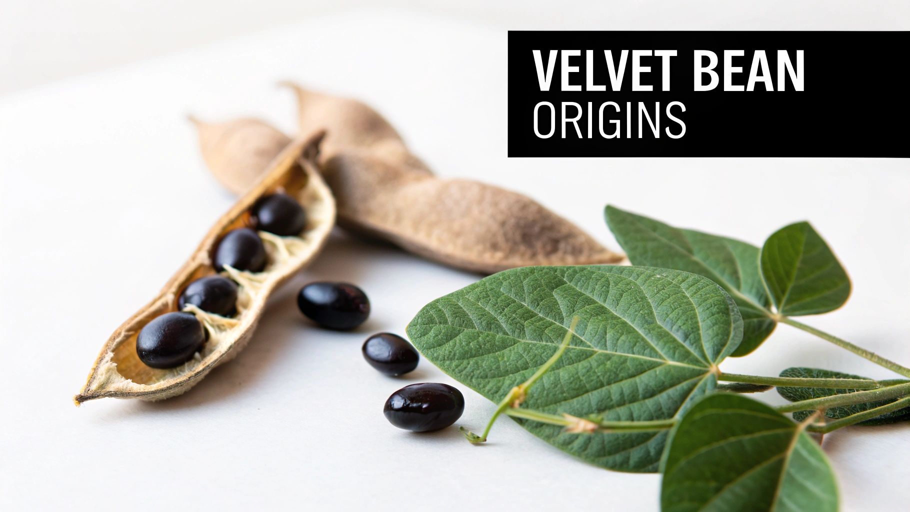 Velvet bean pods, dark seeds, and green leaves on a white background, highlighting its origins.