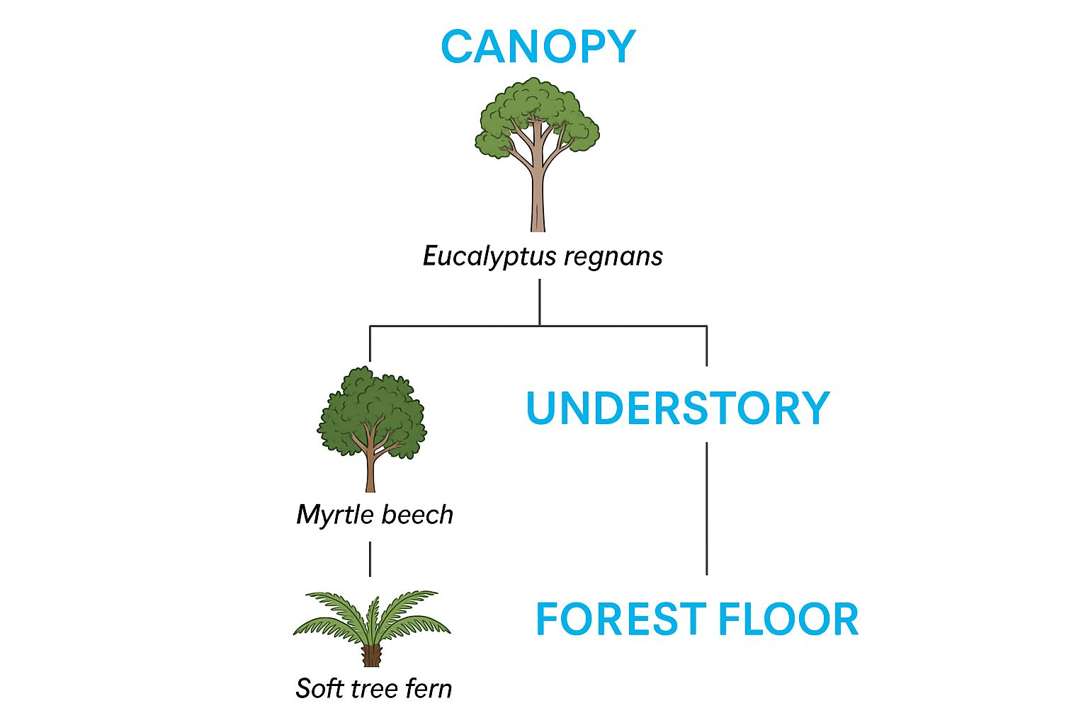 Infographic about rainforest in tasmania