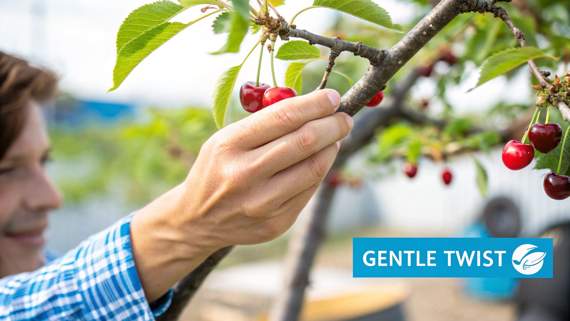A close-up shot of a hand gently picking a ripe, red cherry from a tree, with the stem attached.