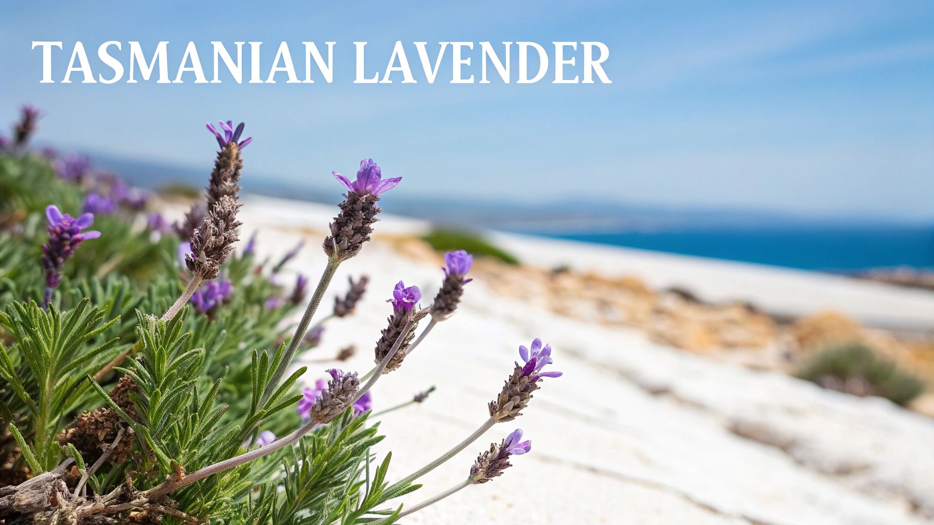A person holding a lavender-infused ice cream cone with purple fields in the background.