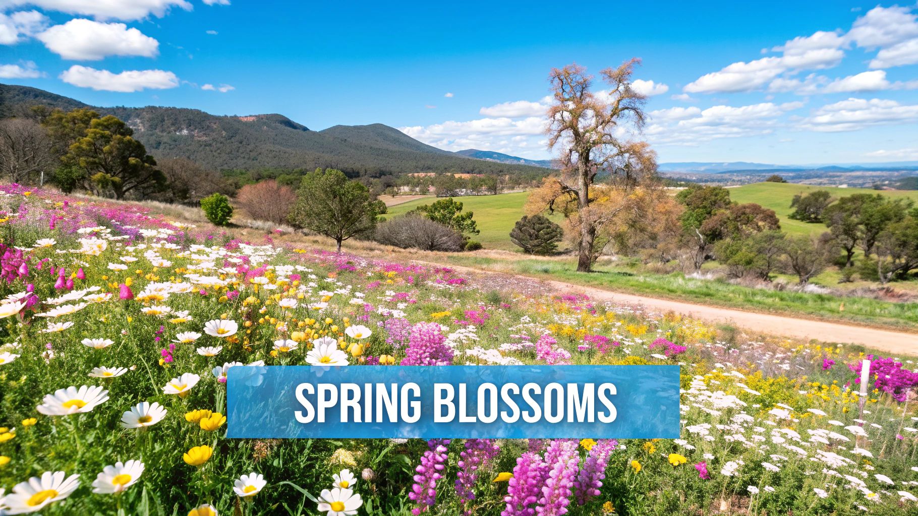 Tasmanian Shoulder Season