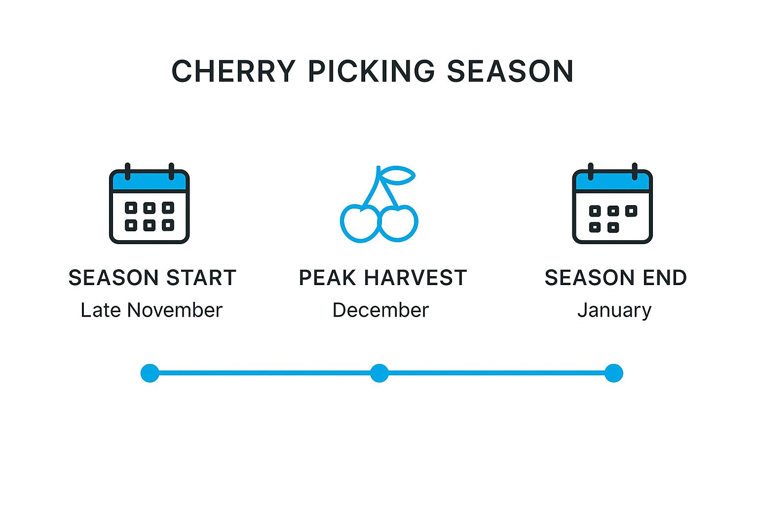 Infographic showing the Tasmanian cherry picking season timeline, with a start in late November, a peak in December, and an end in late January.