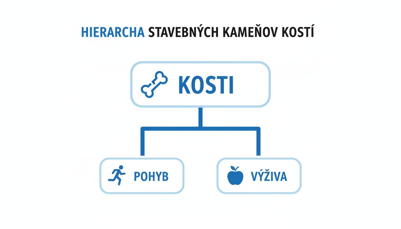 Diagram znázorňujúci hierarchiu stavebných kameňov kostí s Kosti na vrchu, z ktorých vychádza Pohyb a Výživa.