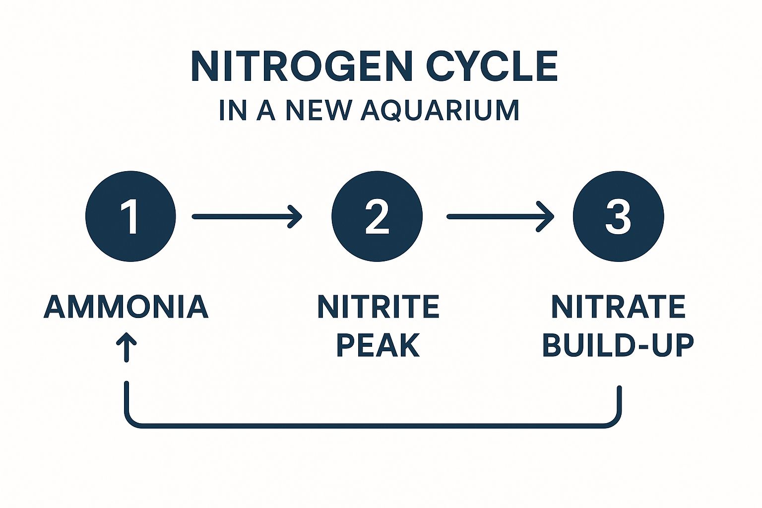 Infographic showing the three stages of the aquarium nitrogen cycle: Ammonia rise, Nitrite peak, and Nitrate build-up.
