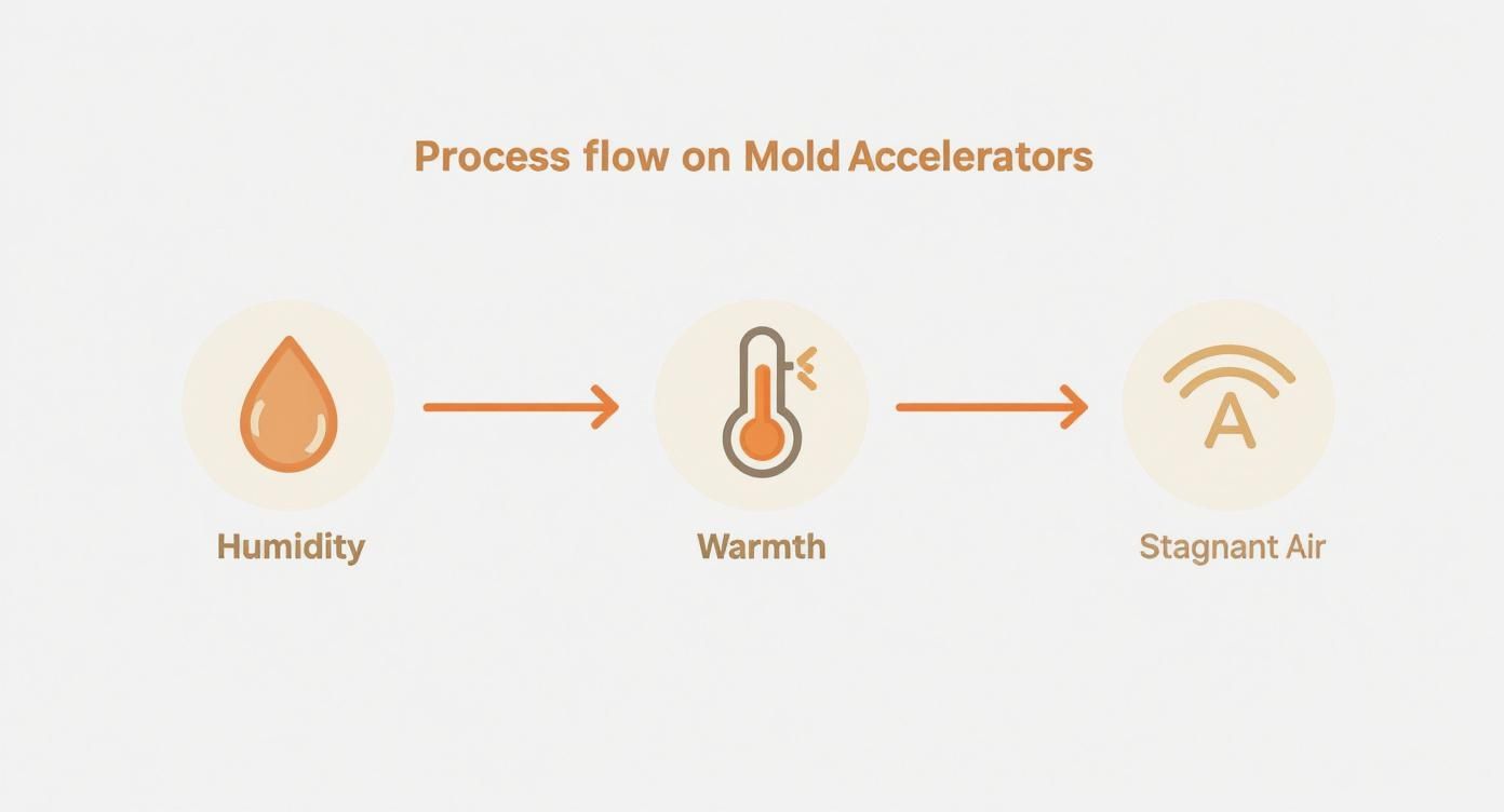 Infographic showing that humidity, warmth, and stagnant air are the key accelerators for mold growth.