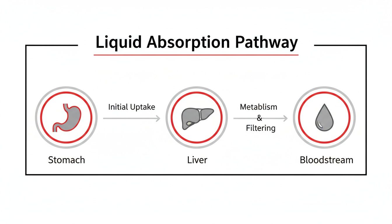 A diagram illustrating the liquid absorption pathway from the stomach, through the liver, to the bloodstream.