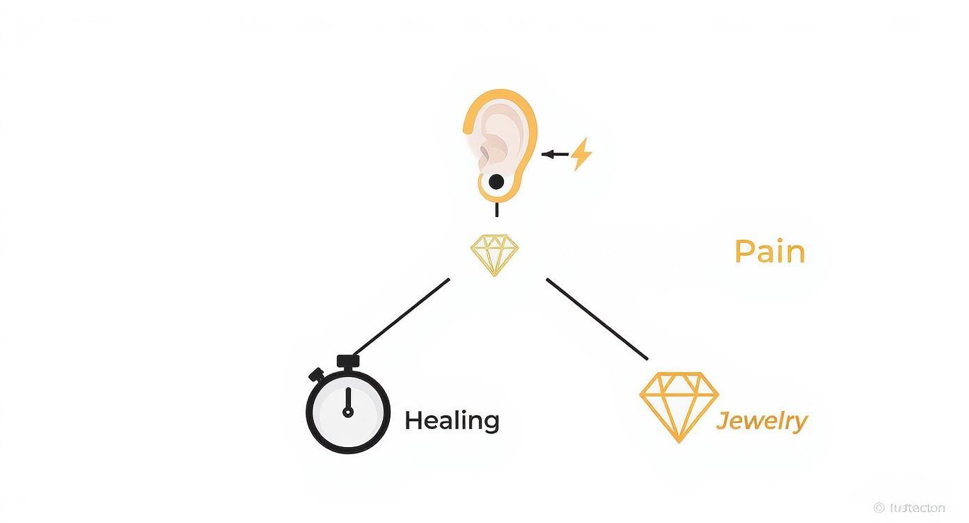 Ear piercing diagram showing pain level, healing time, and jewelry options for cartilage piercings