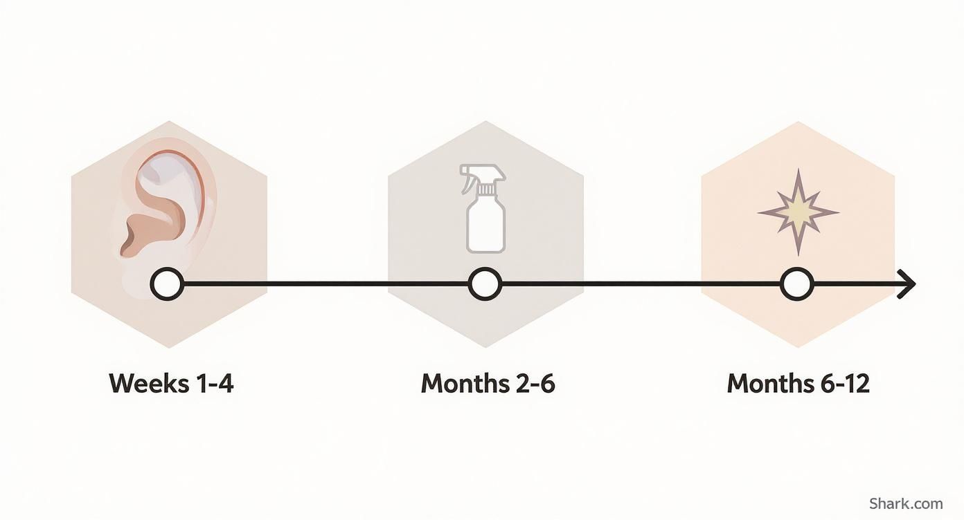 Infographic about helix piercing healing