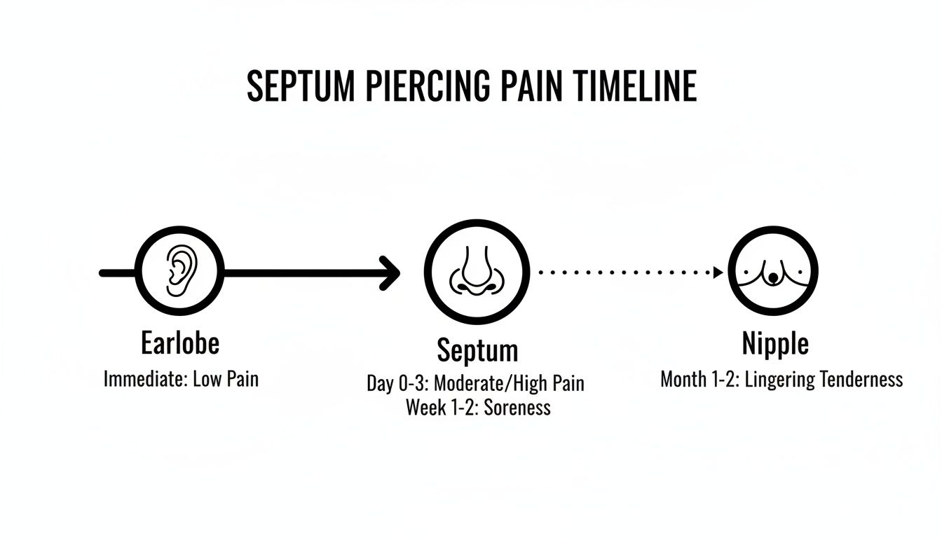 A timeline chart illustrating the pain levels for earlobe, septum, and nipple piercings.