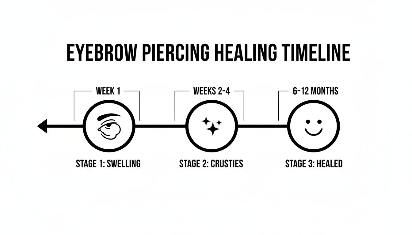 Eyebrow piercing healing timeline illustrating stages: swelling (week 1), crusties (weeks 2-4), and healed (6-12 months).