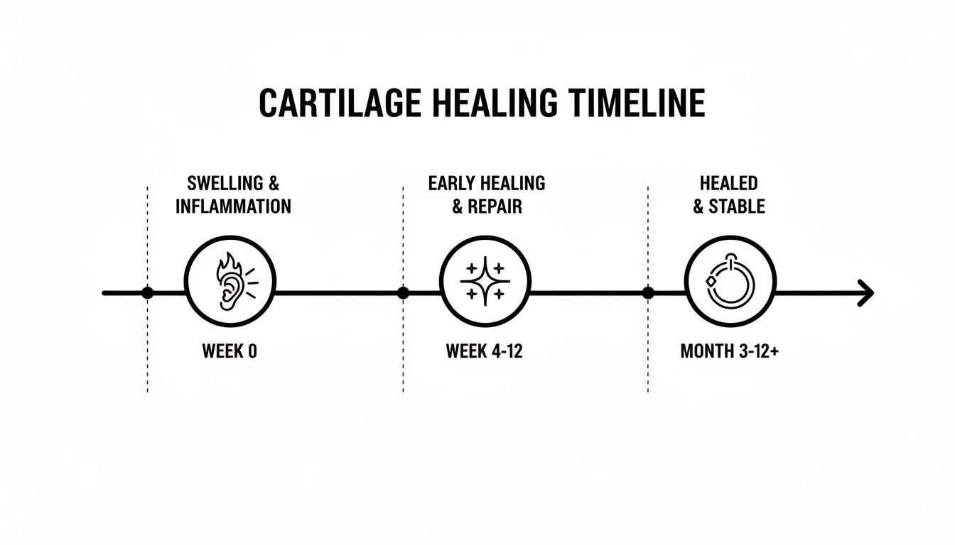 A timeline diagram illustrating the three stages of cartilage healing: swelling and inflammation, early repair, and healed and stable phases.