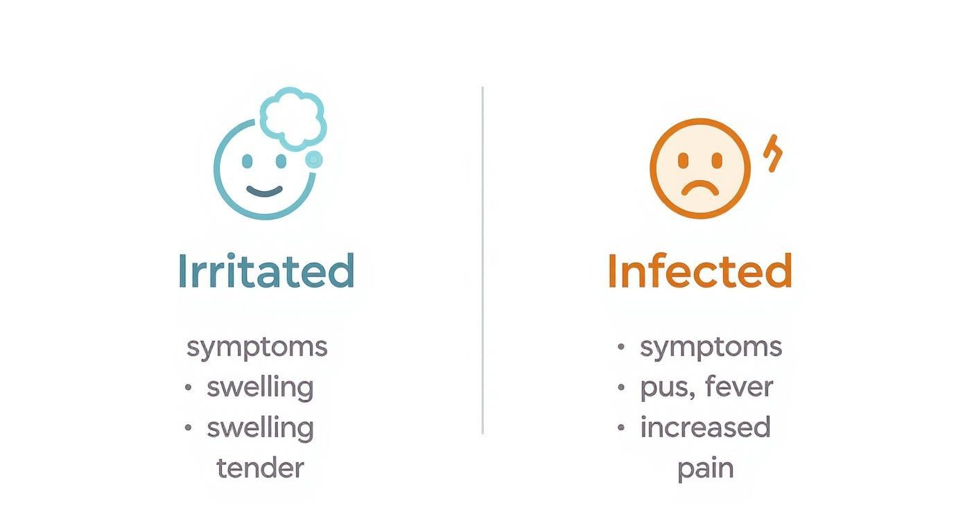 Infographic comparing the symptoms of an irritated belly button piercing versus an infected one.