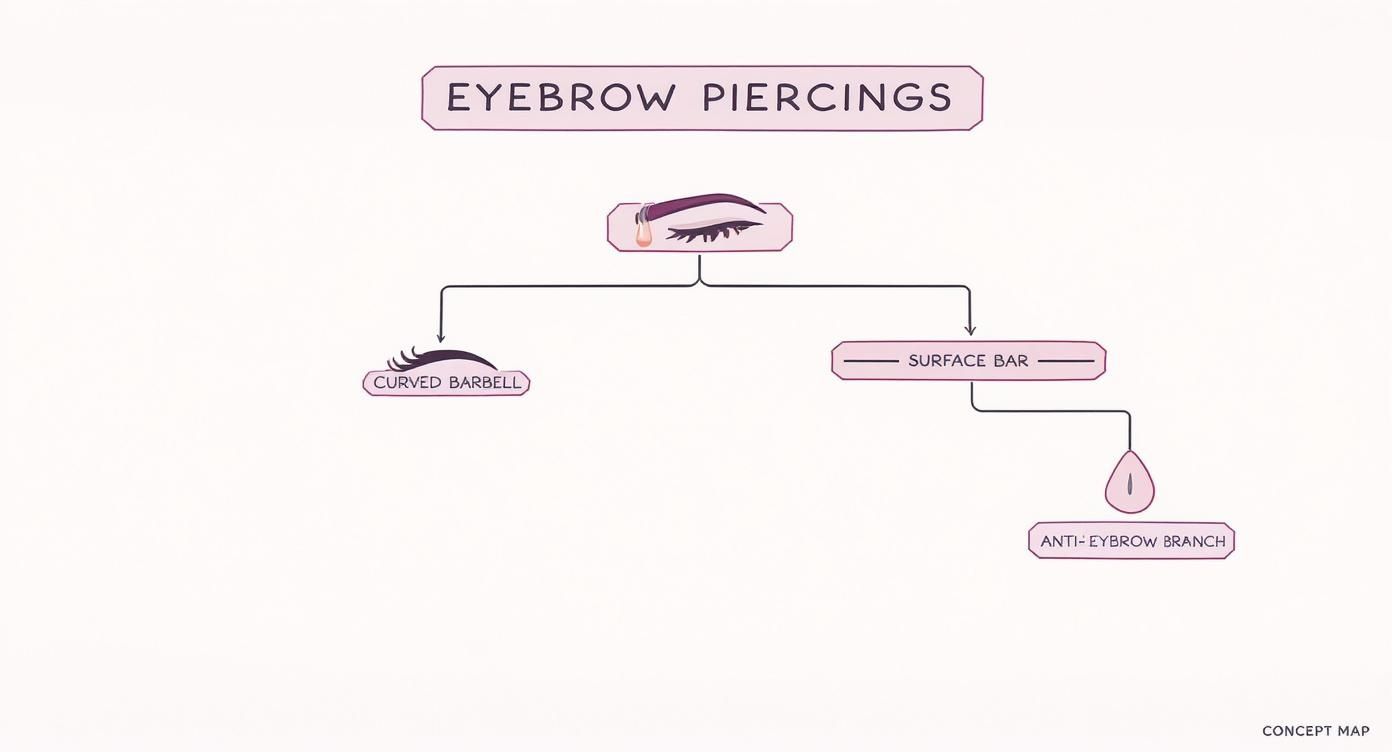 Infographic about different eyebrow piercings