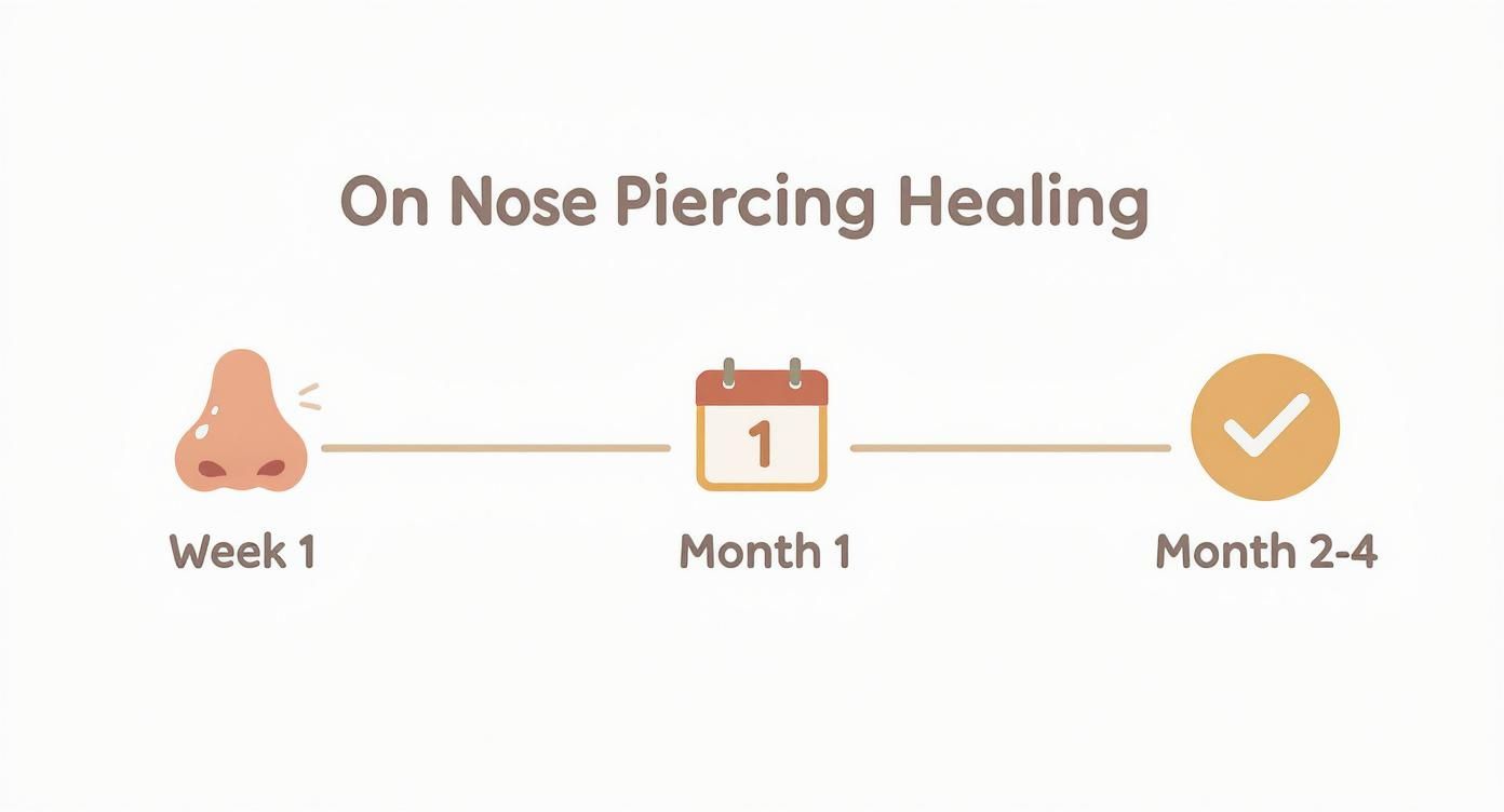 A clear infographic timeline illustrating nose piercing healing stages from week one to months two to four.